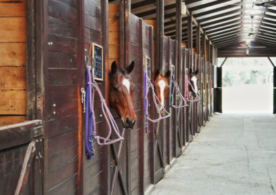 horses in their stalls in a barn